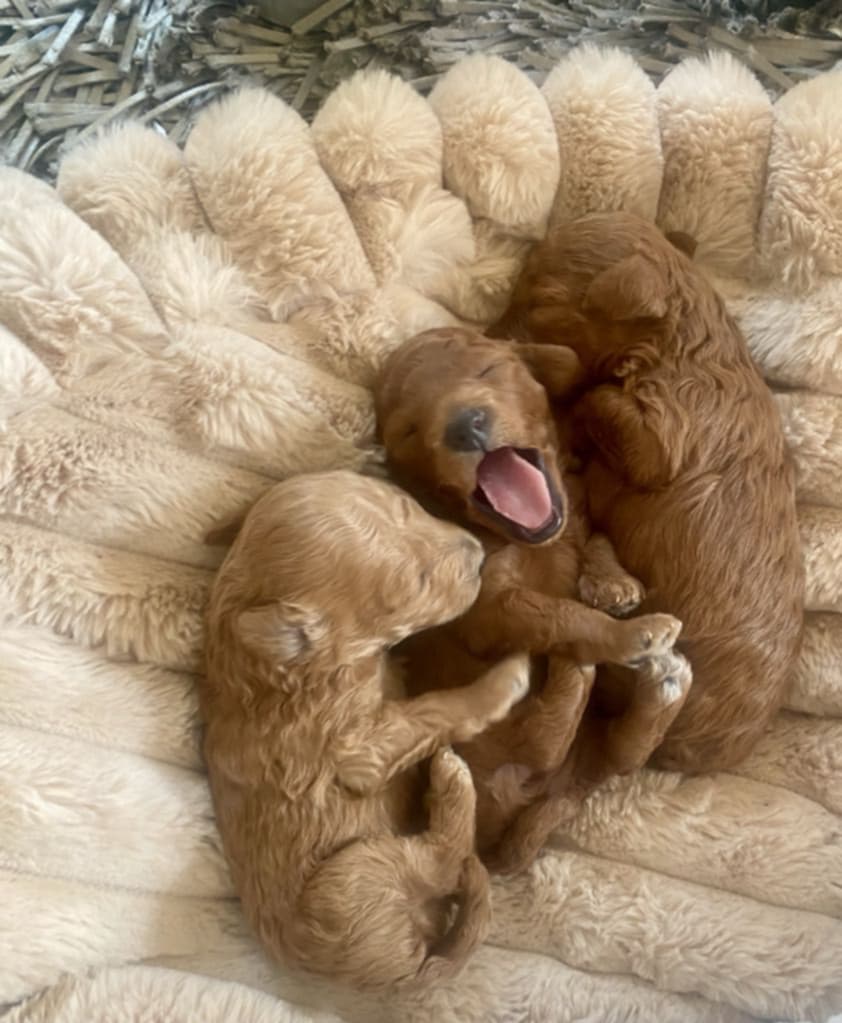 Pudel toy FCI ZKwP, ziewający piesek