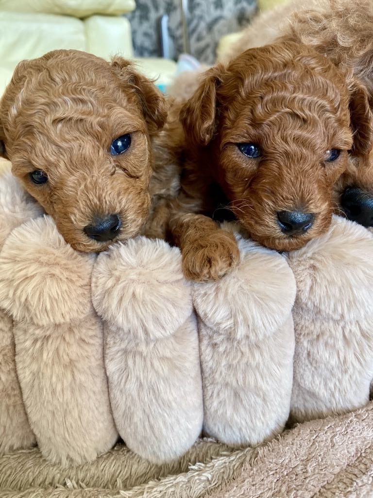 Pudel toy FCI ZKwP, opis hodowli