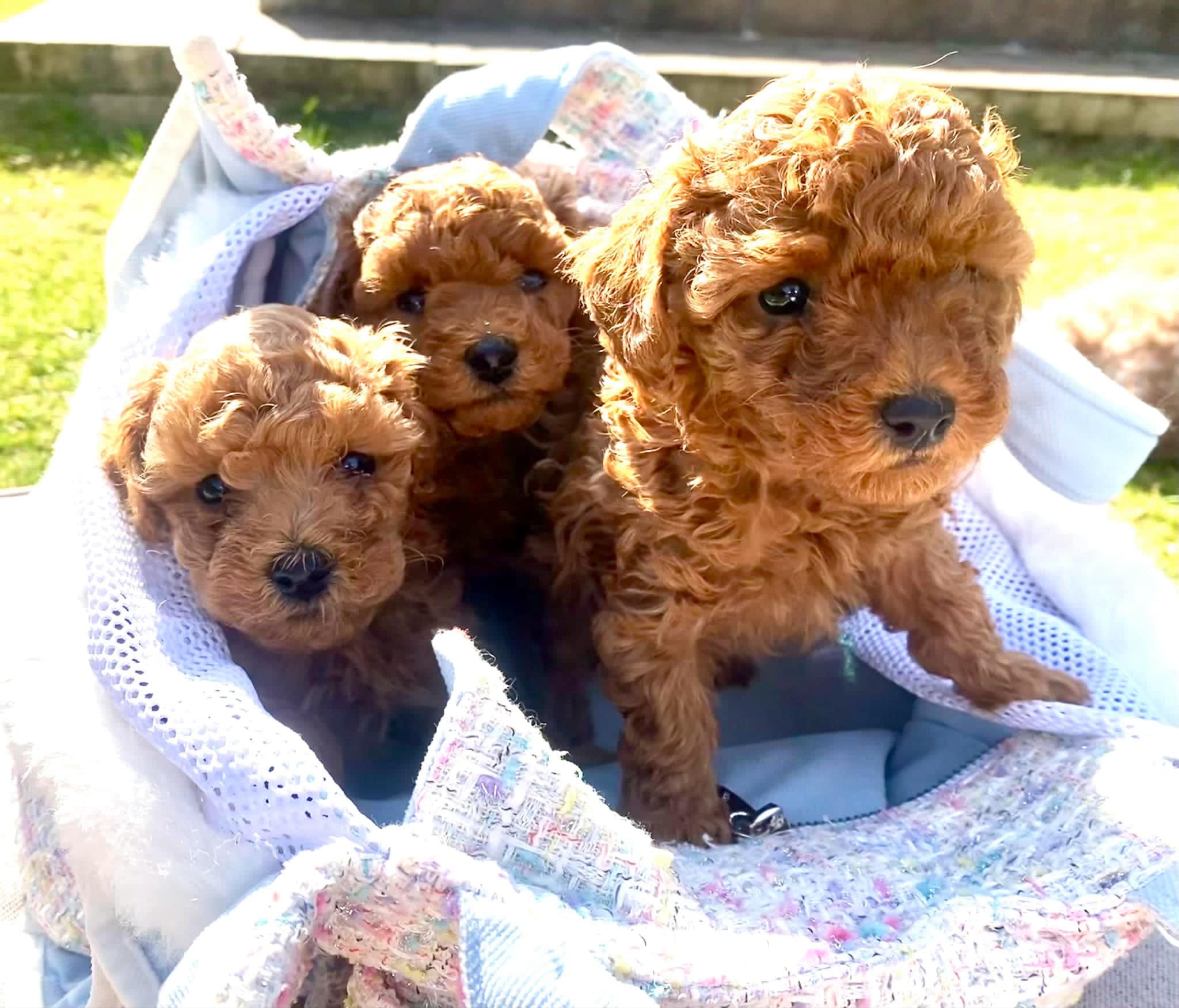 Pudel toy FCI ZKwP, miot