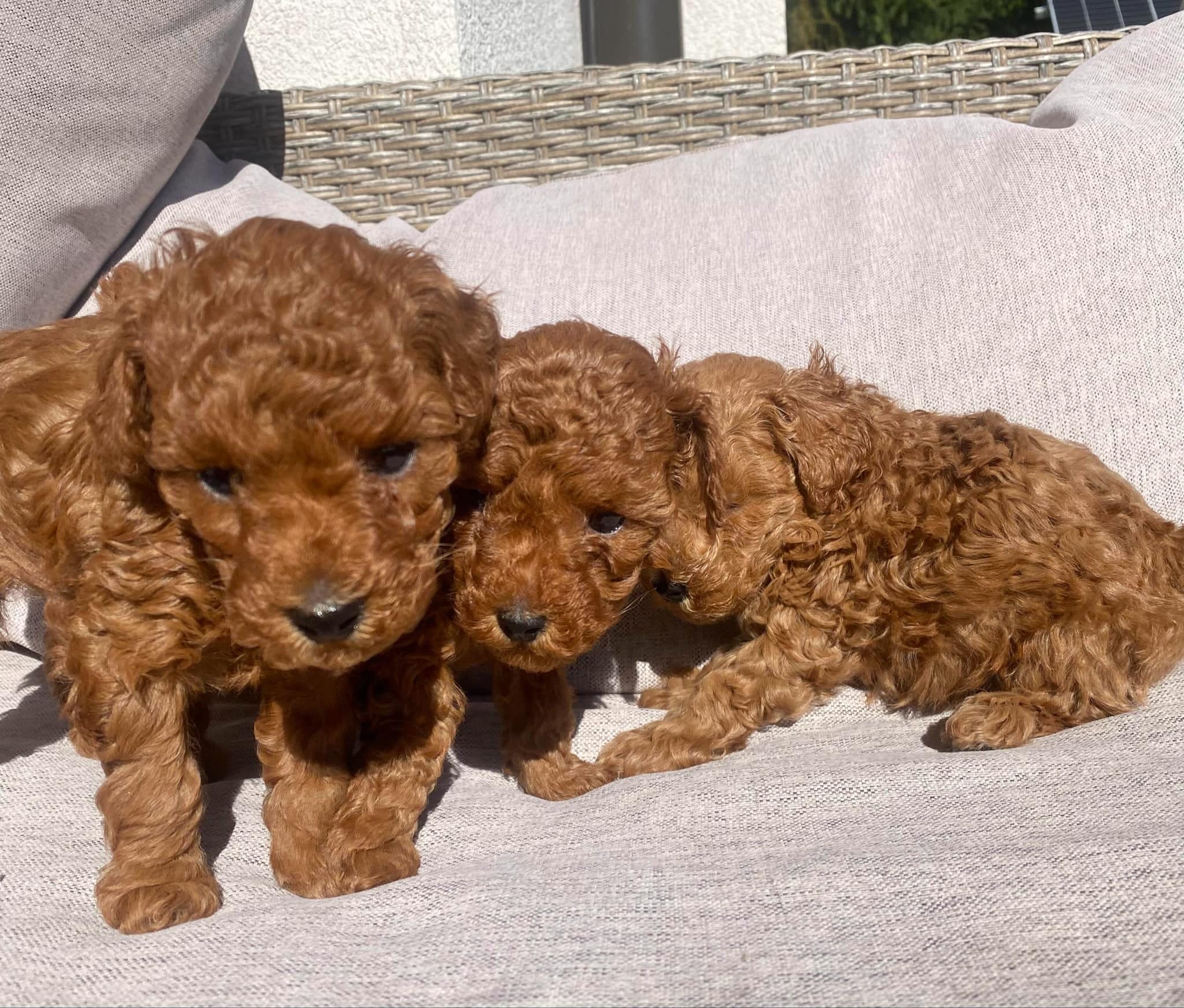 Pudel toy FCI ZKwP, miot