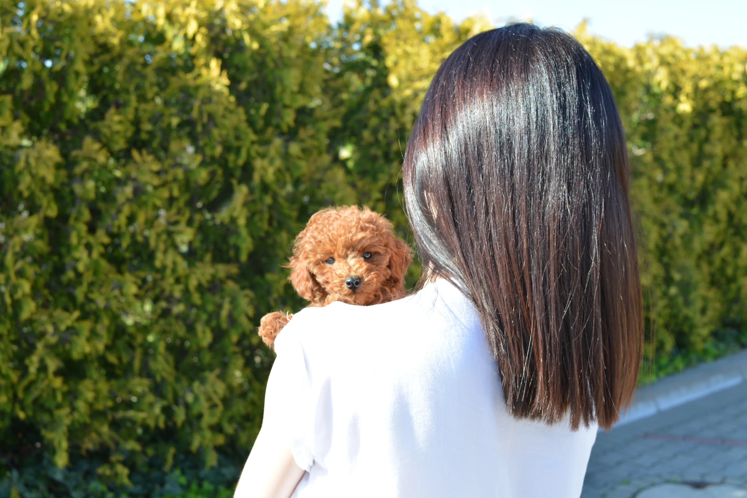 Pudel toy FCI ZKwP, mała hodowla