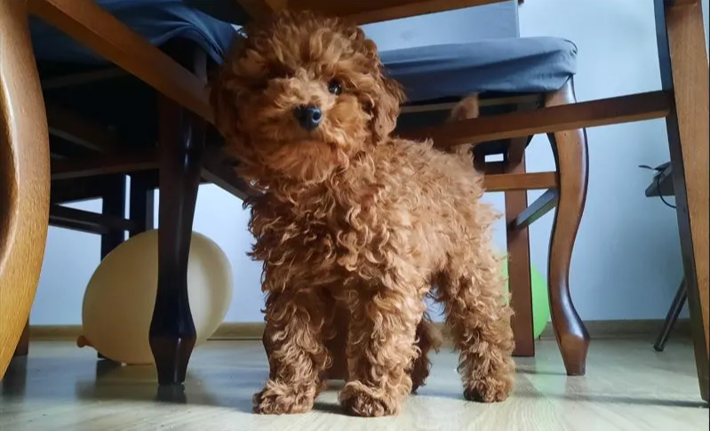 Pudel toy w nowym domu — pies poznający nowe otoczenie