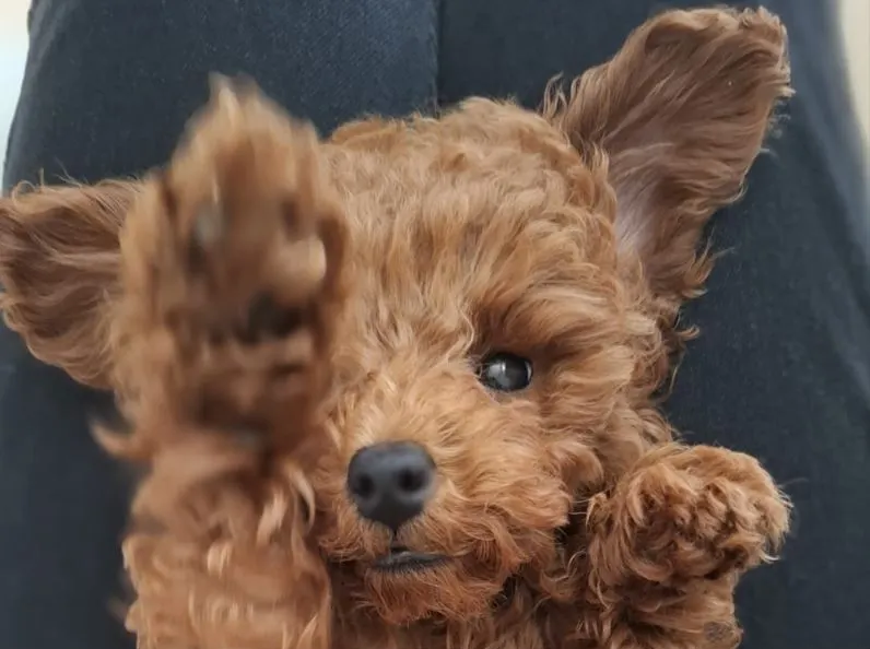 Pies z podniesioną łapką, patrzący prosto w obiektyw